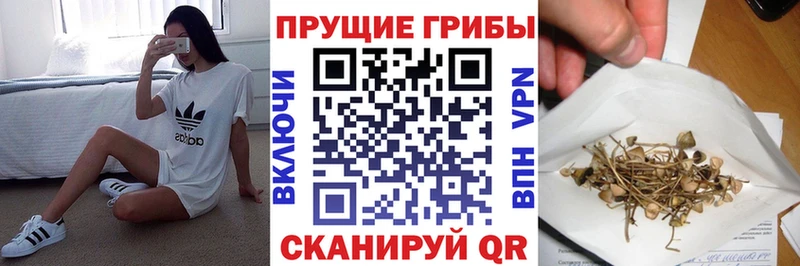 ОМГ ОМГ зеркало  Элиста  Галлюциногенные грибы Cubensis 